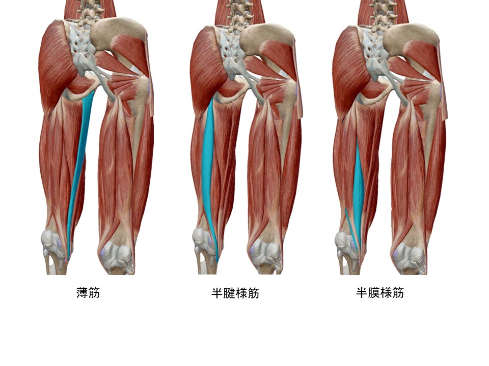 薄筋・半腱様筋・半膜様筋の解剖図