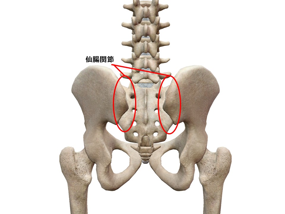 仙腸関節の構造